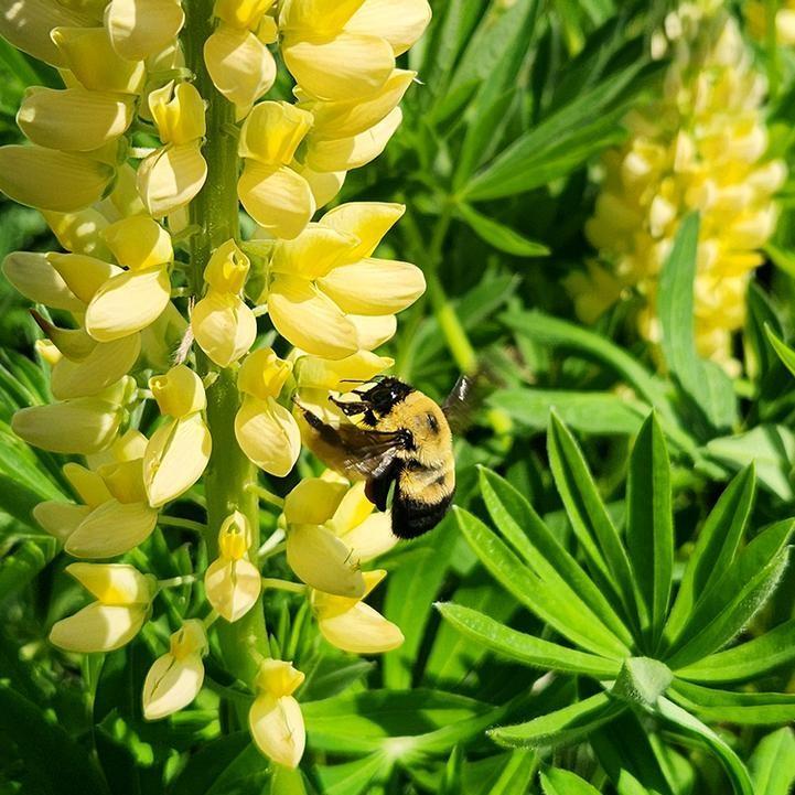 Lupinus 'Chandelier'  - Chandelier Lupine