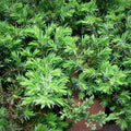 Juniperus conferta 'Blue Pacific'  - Blue Pacific Shore Juniper