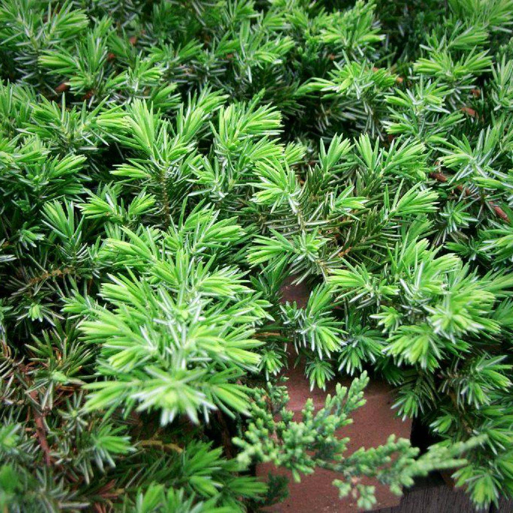 Juniperus conferta 'Blue Pacific'  - Blue Pacific Shore Juniper