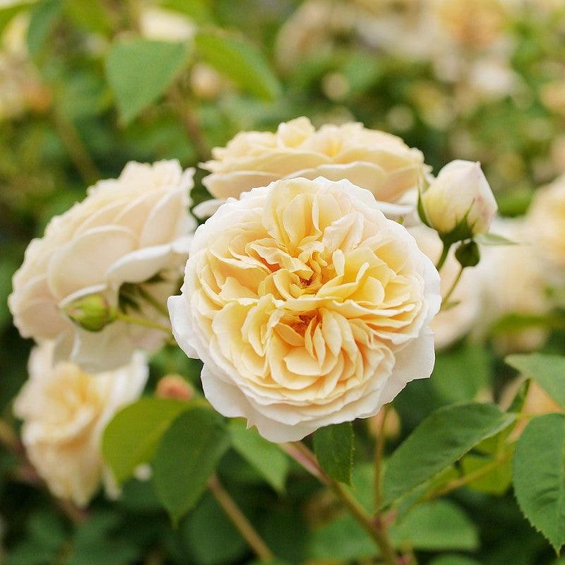 Teasing Georgia® David Austin Climbing Rose