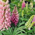 Lupinus polyphyllus 'Lupini Pink Shades'  -  Lupini Pink Shades Lupine