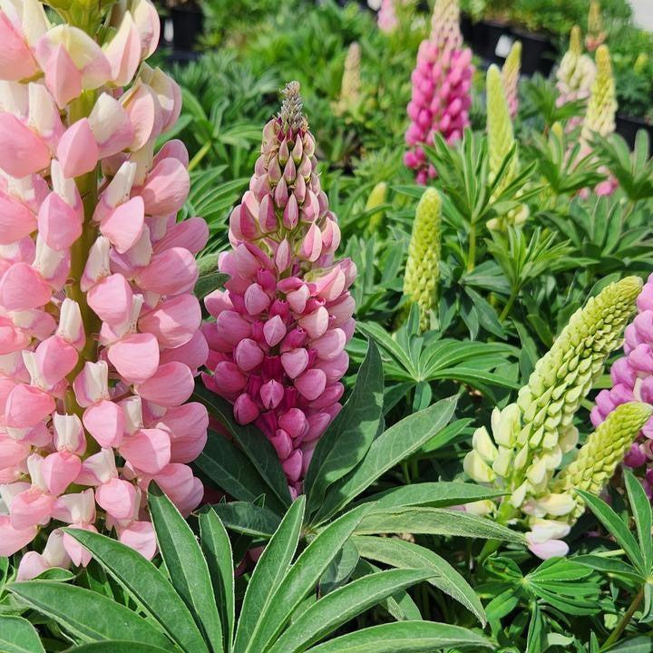 Lupinus polyphyllus 'Lupini Pink Shades'  -  Lupini Pink Shades Lupine