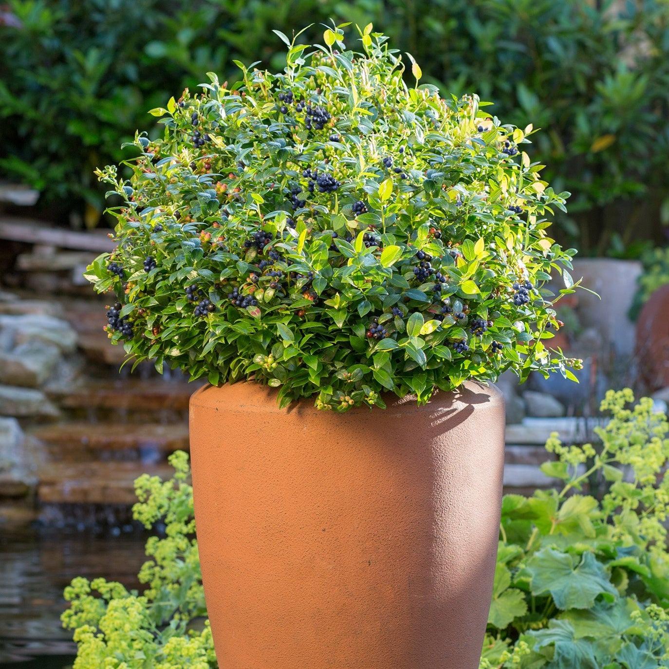 Vaccinium corymbosum hybrid 'ZF08-095' PP 25,467  - Bushel and Berry® BerryBux® Blueberry