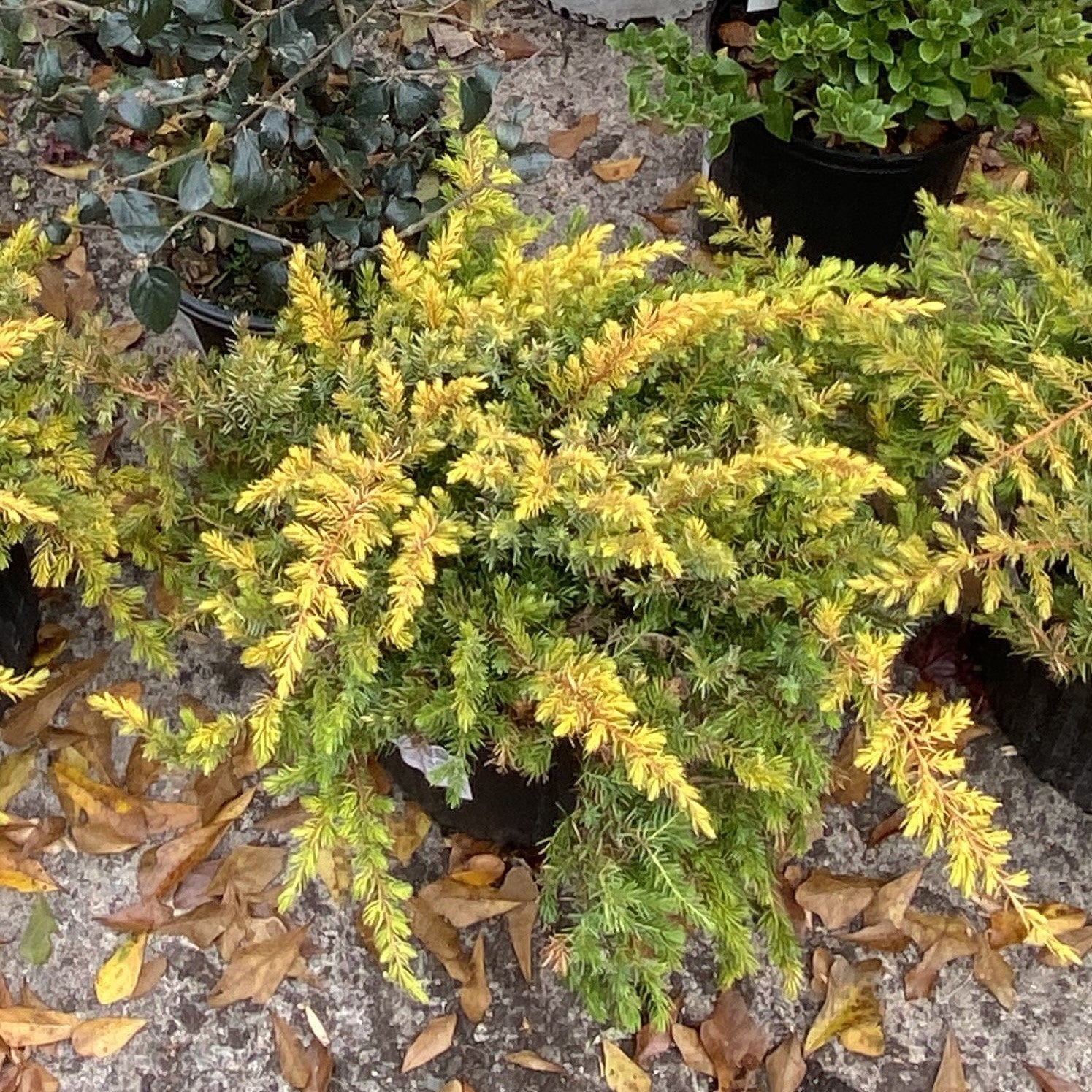 Juniperus conferta 'sPg-3-016'  - Golden Pacific™ Juniper