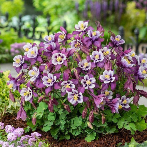 Aquilegia 'PAS1258486'  - Earlybird™ Purple White Columbine