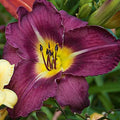 Hemerocallis 'Bela Lugosi'  - Bela Lugosi Daylily