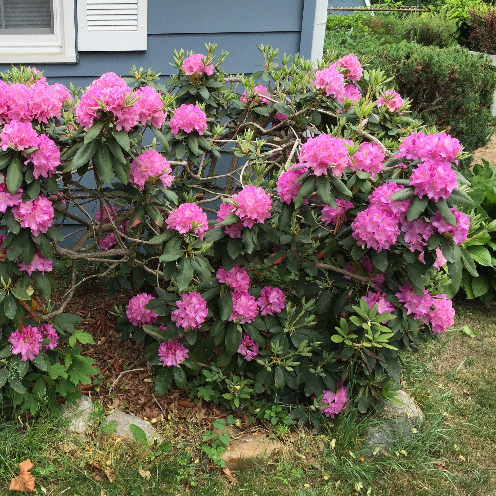 Rhododendron 'Roseum Elegans'  - Roseum Elegans Rhododendron