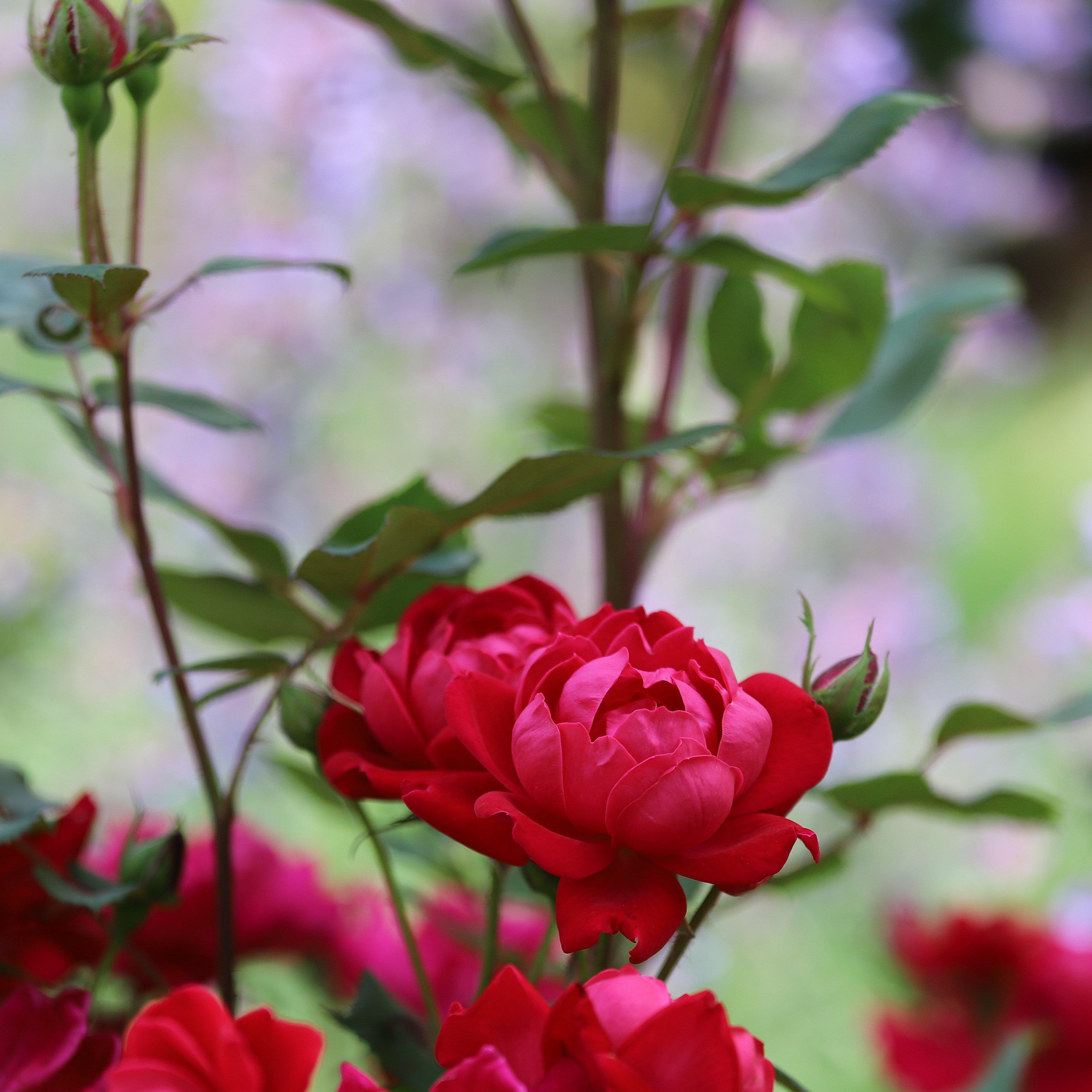 Rosa x 'Meibenbino'  - Petite Knock Out® Rose