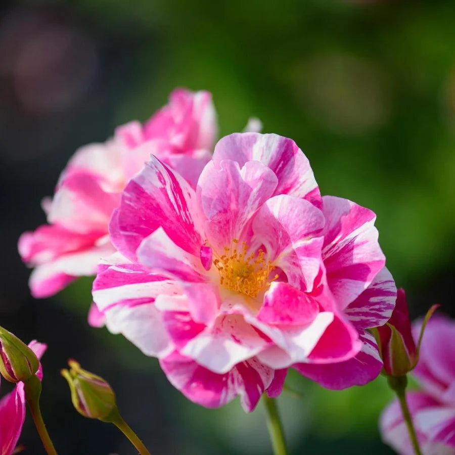 The King's Rose