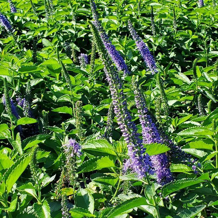 Veronica 'Seaside'  - Seaside Veronica