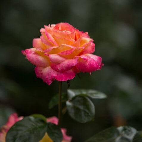 Rosa 'BAIpeace'  - First Edition® Love & Peace® Rose