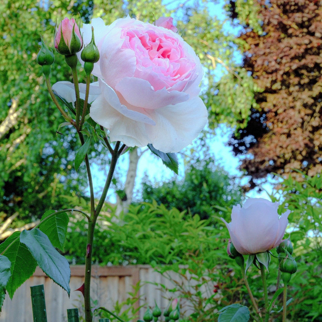 Rosa 'Ausjosiah'  - The Wedgwood Climbing Rose