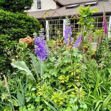 Delphinium elatum 'Aurora Lavender'  - Aurora™ Lavender Delphinium