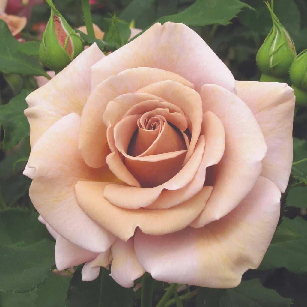 Koko Loko™ Floribunda Rose