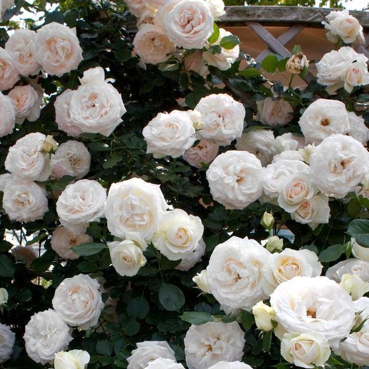 Rosa ''Meiviowit'  - Eden Climber® White Rose