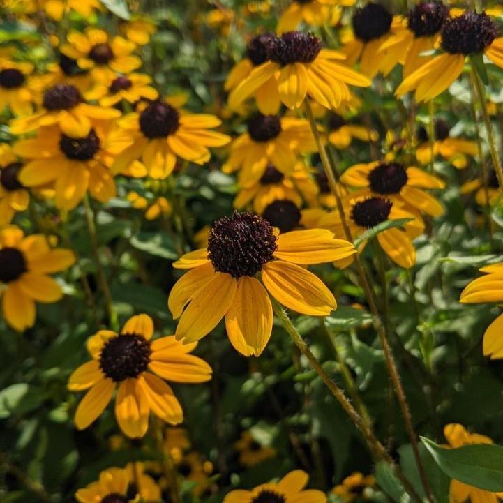 Rudbeckia triloba  - Three Lobed Coneflower