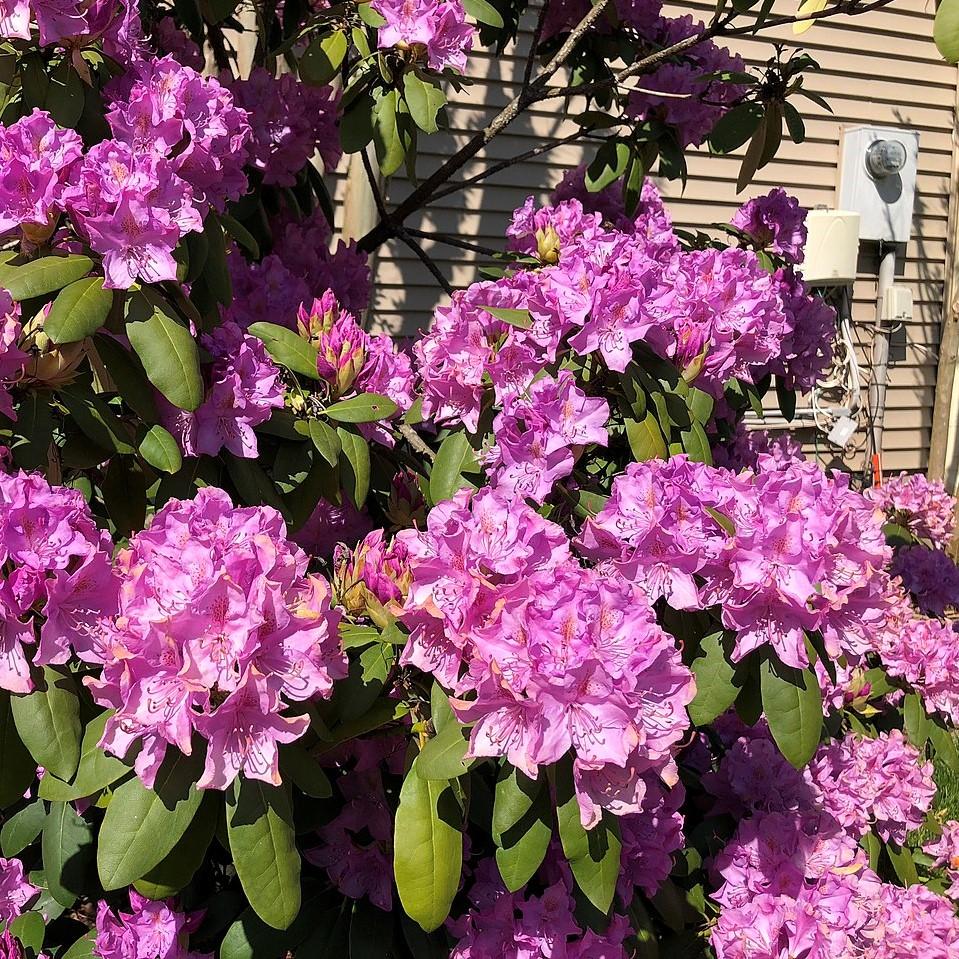 Rhododendron 'English Roseum'  - English Roseum Rhododendron