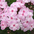 Phlox paniculata 'Ditomfav' PP21,369  - First Editions® Cotton Candy™ Phlox