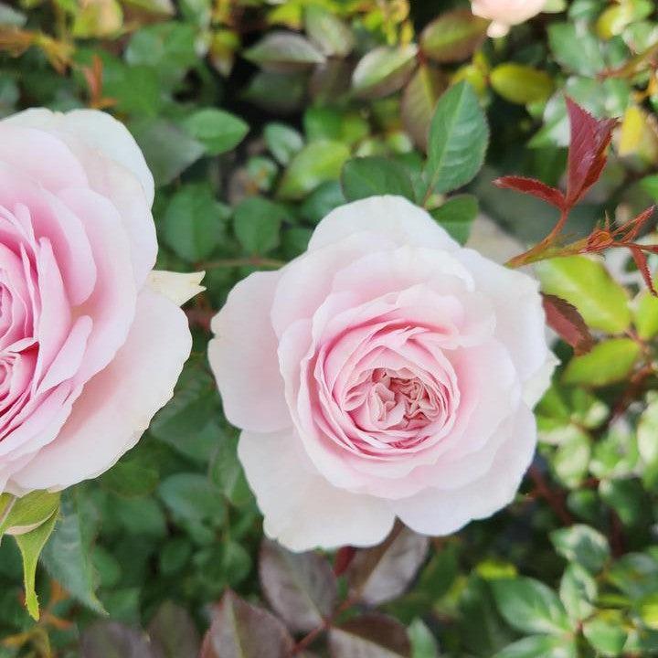 Rosa 'Ausraveloe'  - Silas Marner® Rose