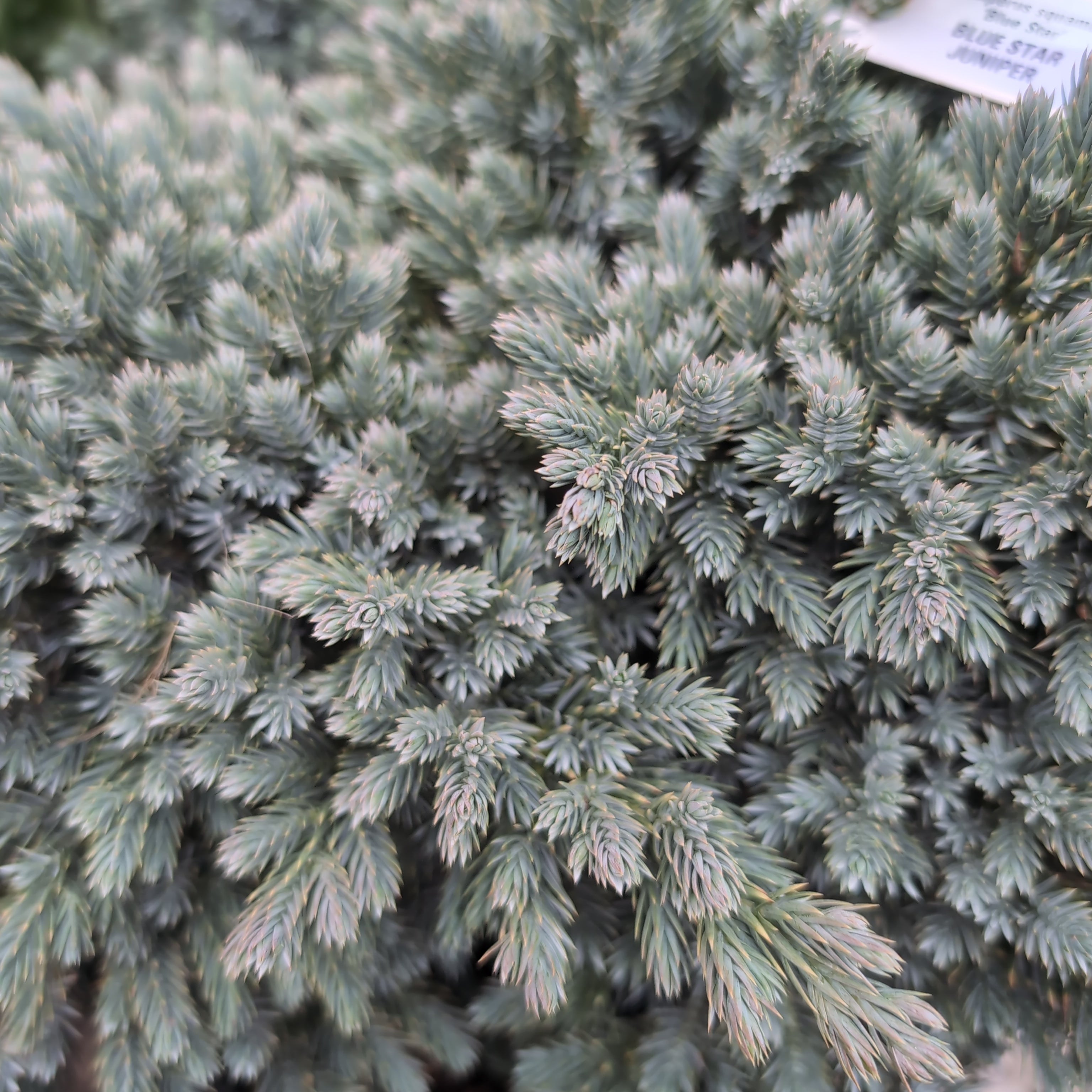 Juniperus squamata 'Blue Star'  - Blue Star Juniper