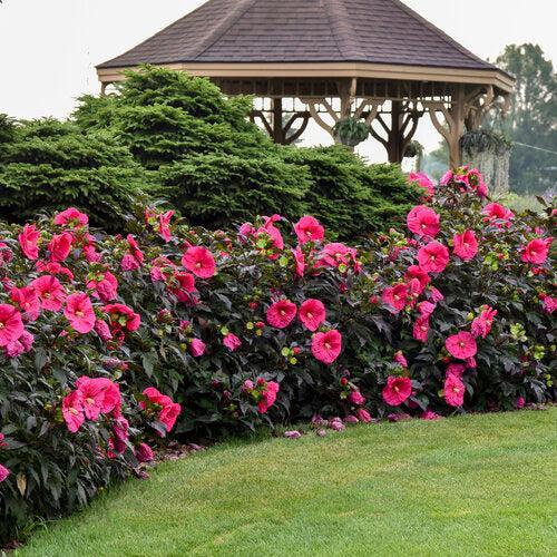 Hibiscus 'Evening Rose' PP33,366  - Summerific® Evening Rose Hibiscus
