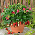 Fragaria x ananassa 'Tristan'  - Tristan Strawberry