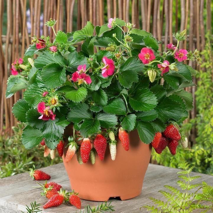 Fragaria x ananassa 'Tristan'  - Tristan Strawberry