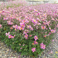 Anemone x 'Lucky Charm'  - Lucky Charm Anemone