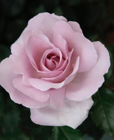 Le Petit Prince™ Hybrid Tea Rose