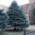 Picea glauca  - White Spruce