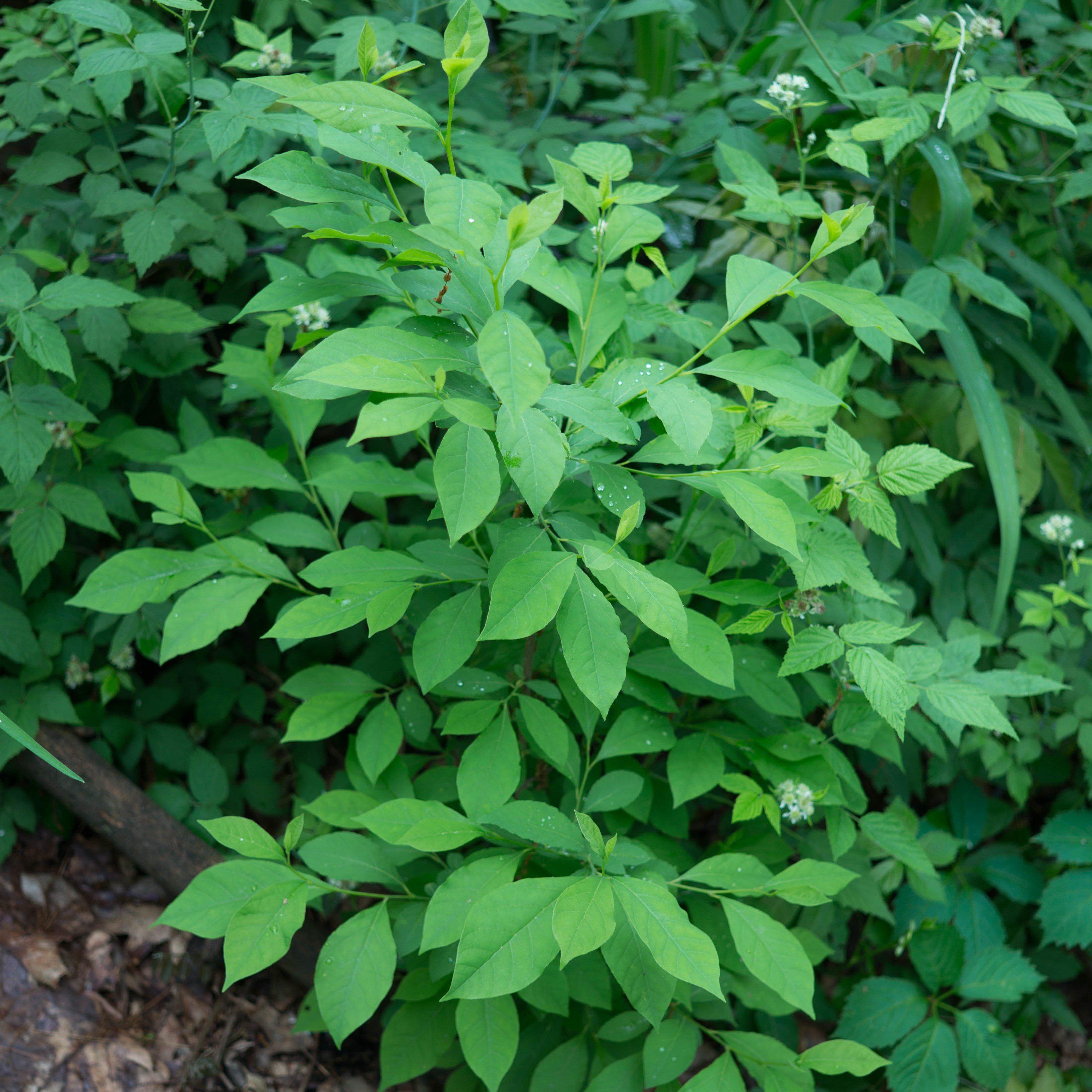 Lindera benzoin  - Spice Bush