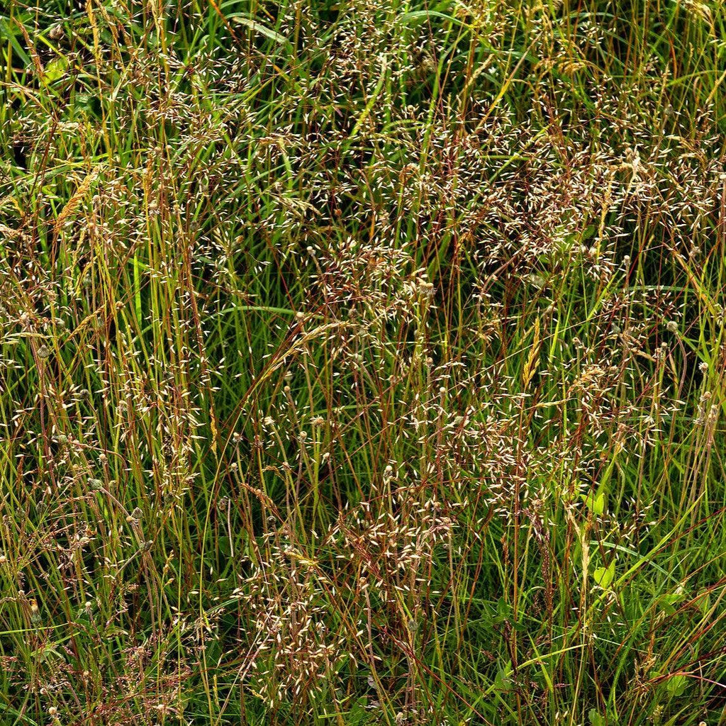 Deschampsia flexuosa  - Wavy Hair Grass