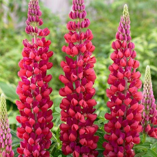 Lupinus polyphyllus 'Red Rum'  - Westcountry™ Red Rum Lupine