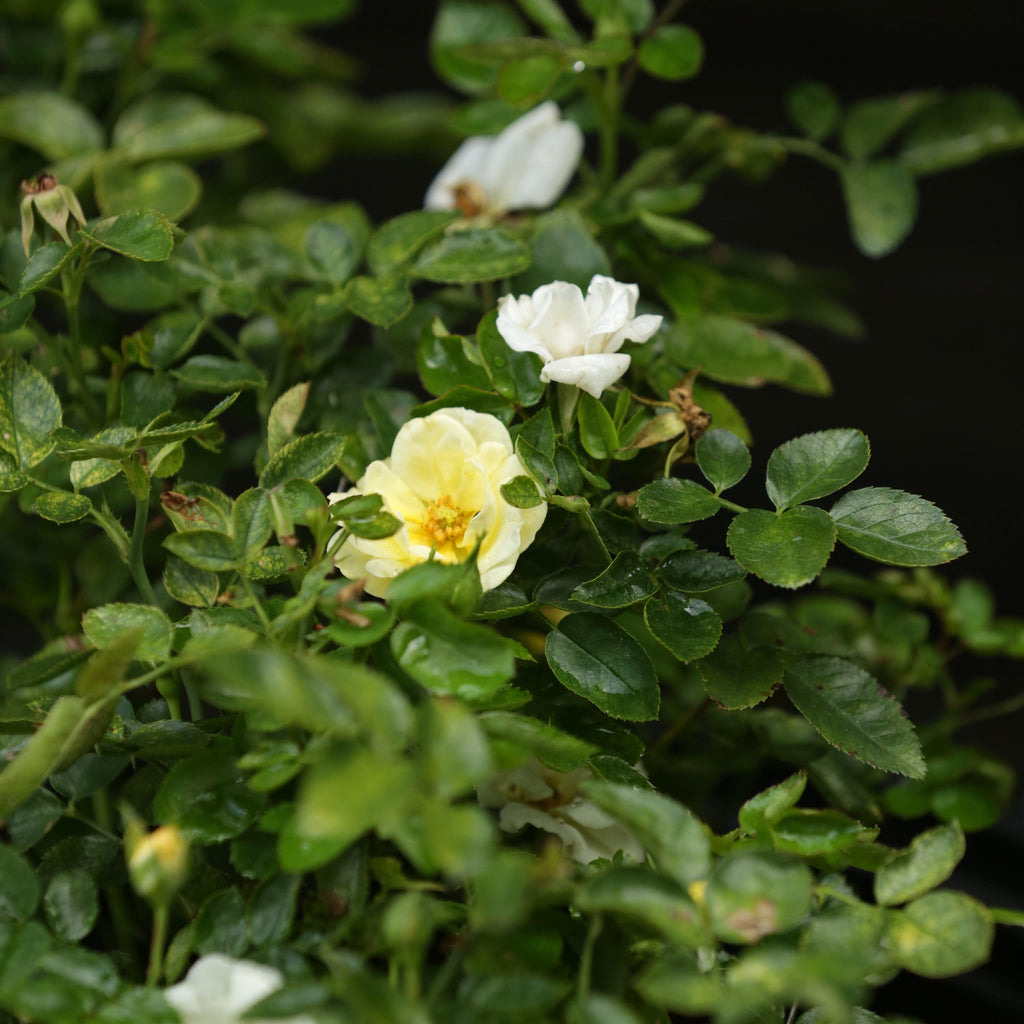 Rosa 'Novarospop' PP#24,773  - Popcorn Drift® Rose