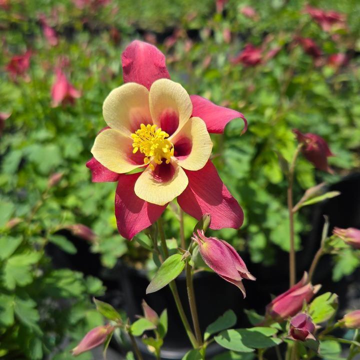 Aquilegia 'PAS1258483'  - Earlybird™ Red Yellow Columbine