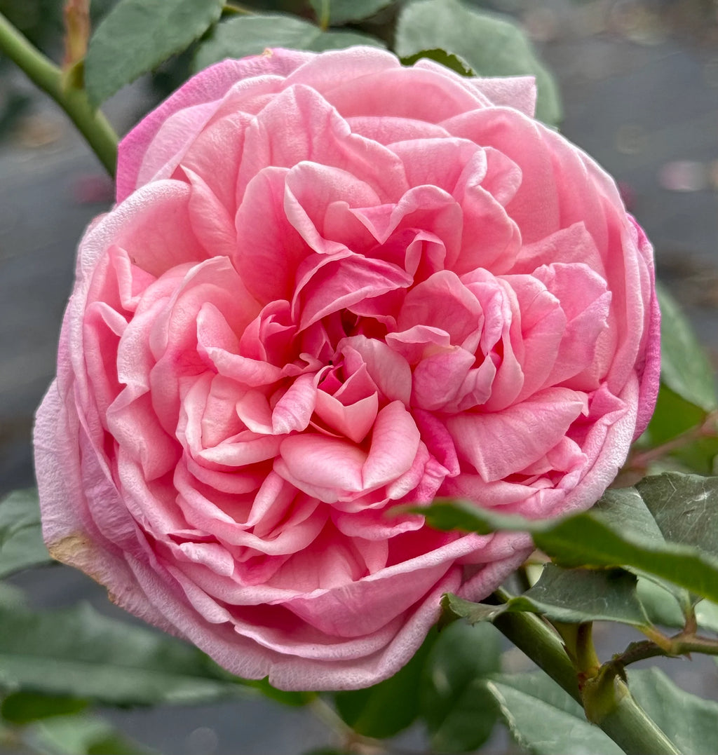 Mrs. B.R. Cant™ Antique Tea Rose on Fortuniana Rootstock