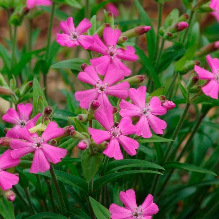 Silene caroliniana 'Short and Sweet'  - Short and Sweet Wild Pinks
