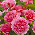 Rosa 'Ausmerchant'  - Princess Alexandra of Kent Rose