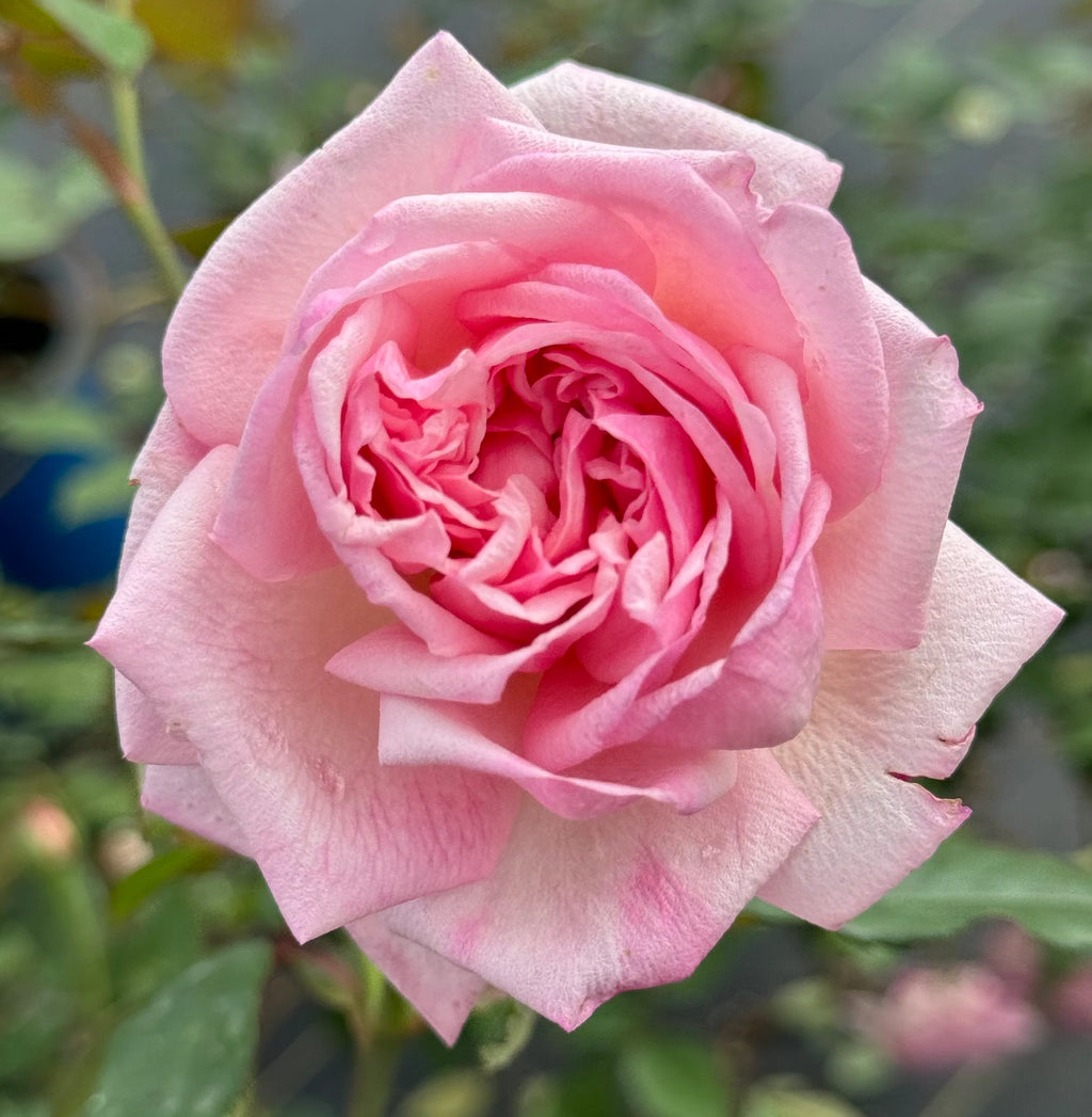 Mrs. B.R. Cant™ Antique Tea Rose on Fortuniana Rootstock