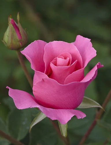 The McCartney Rose™