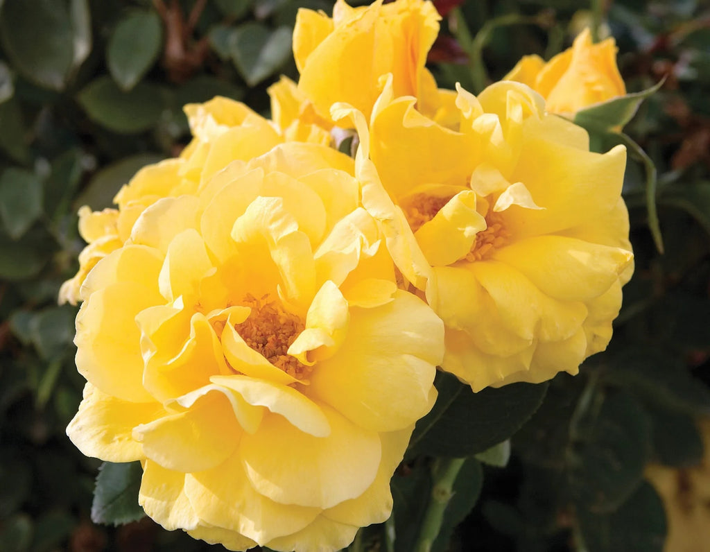 Midas Touch® Fortuniana Rootstock Grandiflora Rose