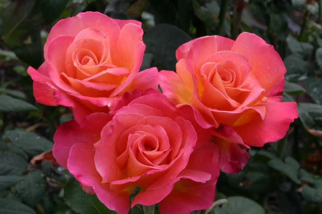 Mikado® Hybrid Tea Rose