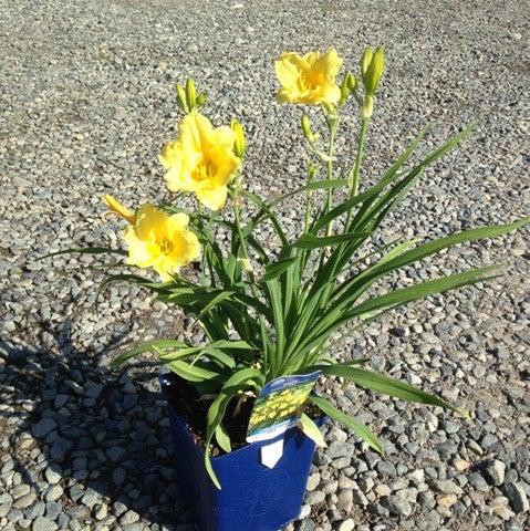 Hemerocallis 'Happy Returns'  - Happy Returns Daylily
