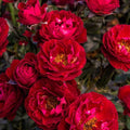 Rosa 'Sproflored'  - Cherrytini™ Rose