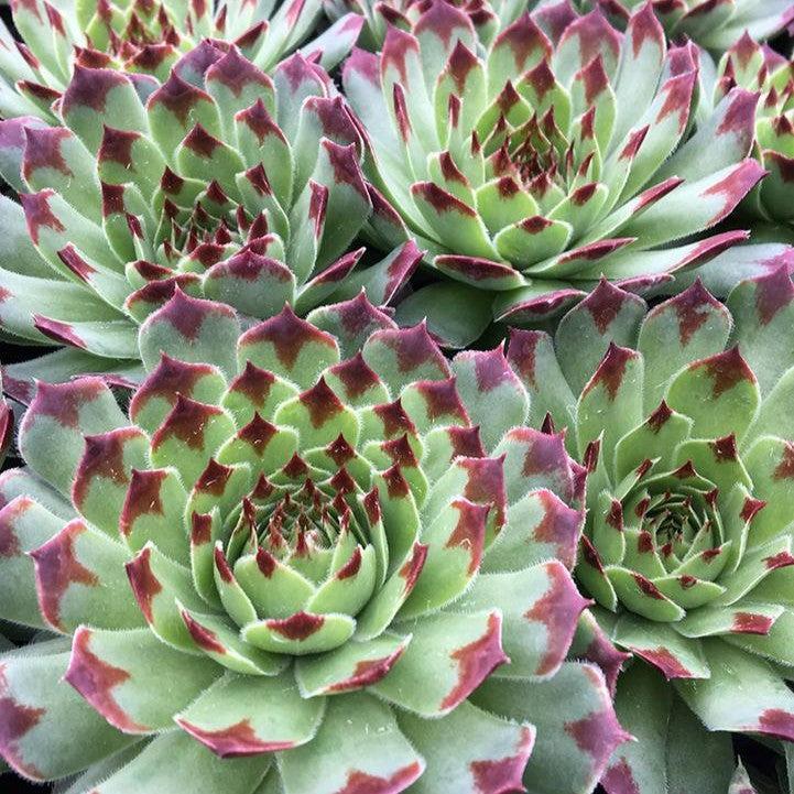 Sempervivum 'Mint Marvel'  - Chick Charms® Mint Marvel Hens and Chicks