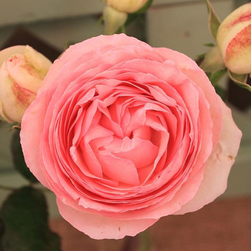 Rosa 'Pierre de Ronsard'  - Eden® Rose