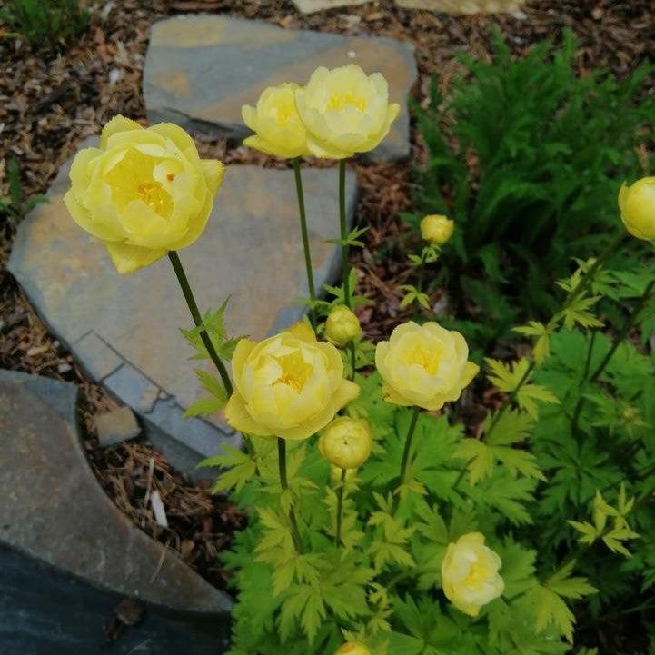 Trollius x cultorum 'Lemon Queen'  - Lemon Queen Globeflower