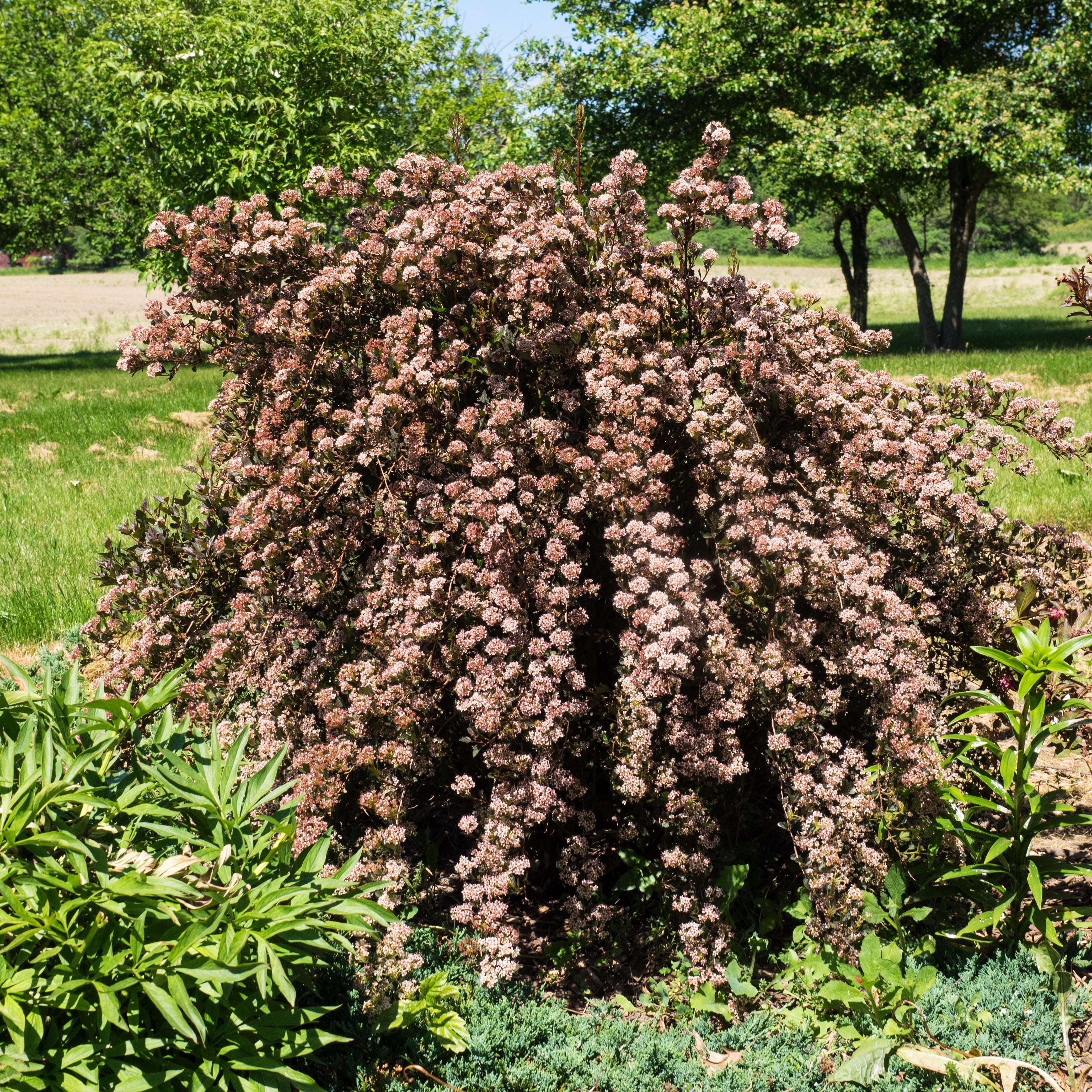 Physocarpus opulifolius 'Donna May'  - First Editions® Little Devil™ Ninebark