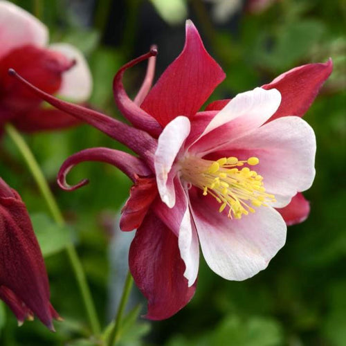 Aquilegia 'PAS1258484'  - Earlybird™ Red White Columbine