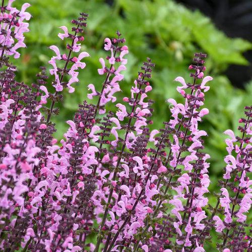 Salvia 'Pink Dawn'  - Color Spires® Pink Dawn Salvia